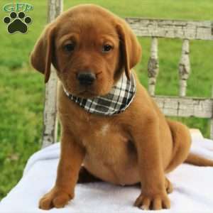 Fireside Blaze, Fox Red Labrador Retriever Puppy